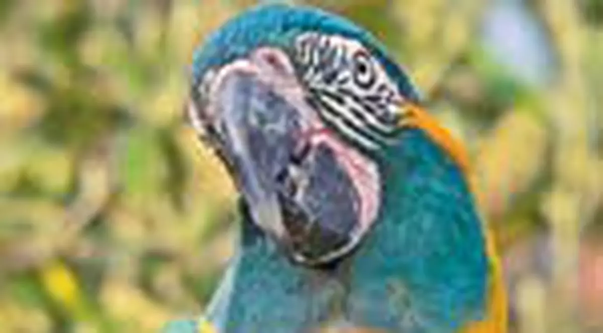 Cei mai rari din lume!