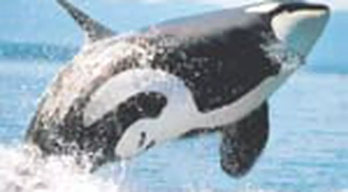 Balenele isi schimba cantecul in fiecare an