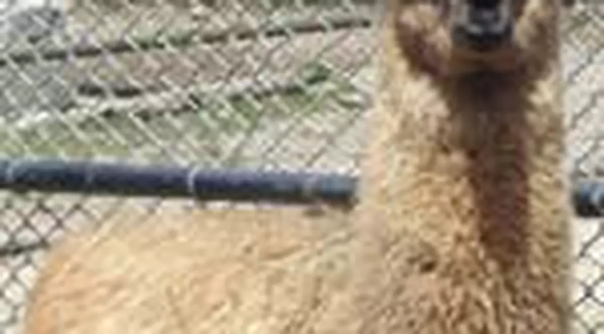 Ei sunt puii de la Zoo