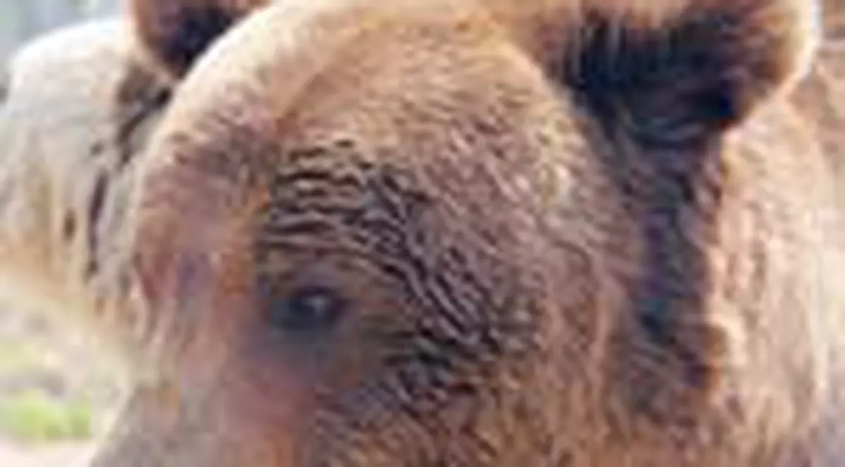 Ursi din Romania, salvati de britanici