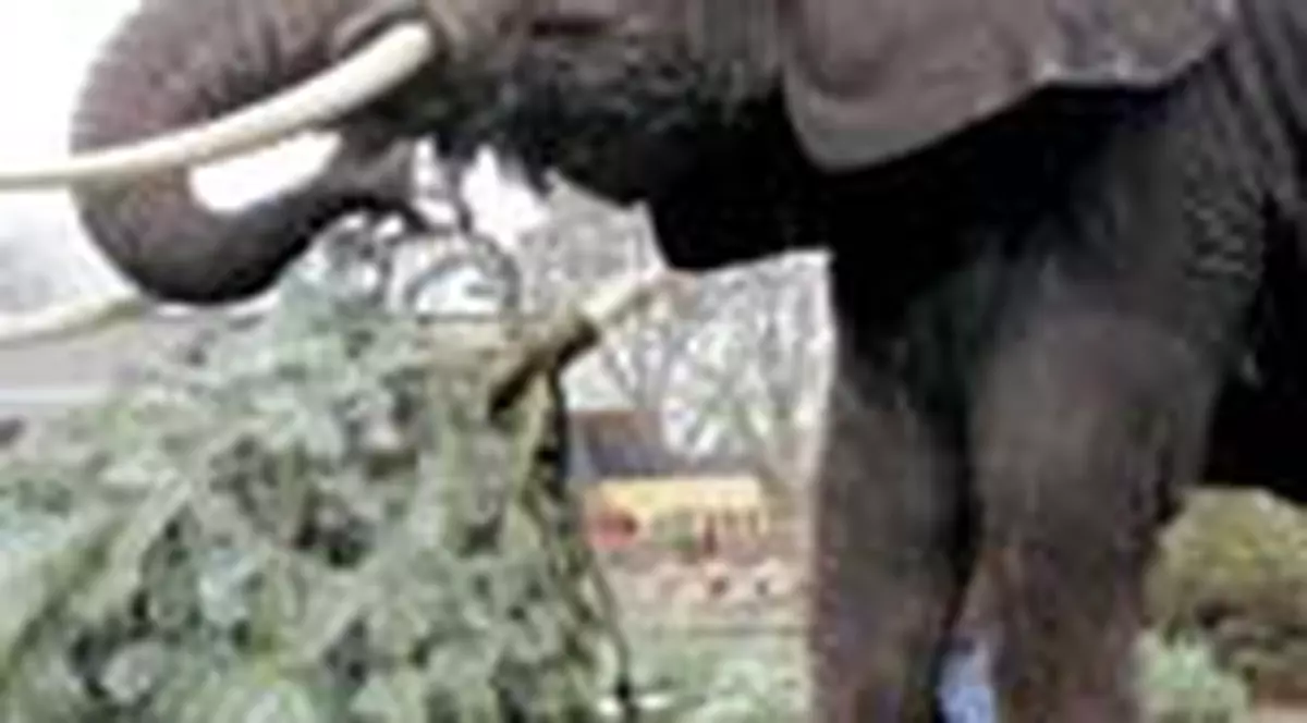 A fost zdrobita de un elefant