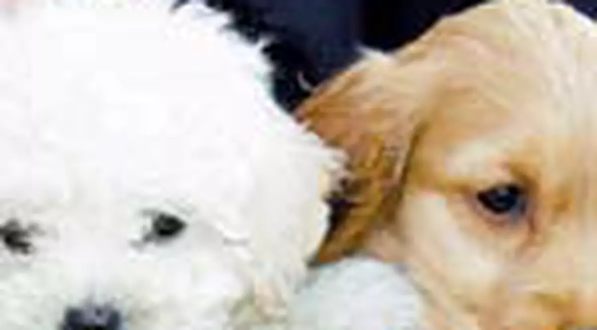 20 &euro; pe zi la pensiunea animalelor