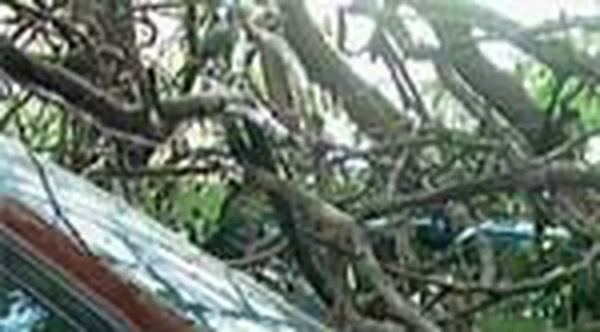 Sase masini au fost distruse de copacii cazuti