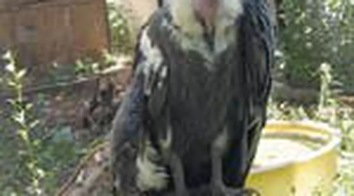 Va avea sau nu Capitala un Parc Zoo?