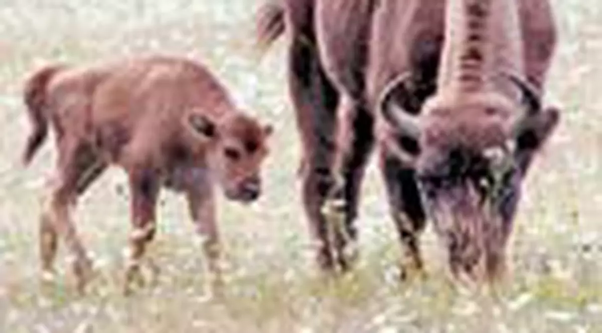 Ei sunt cei mai tineri zimbri de la noi