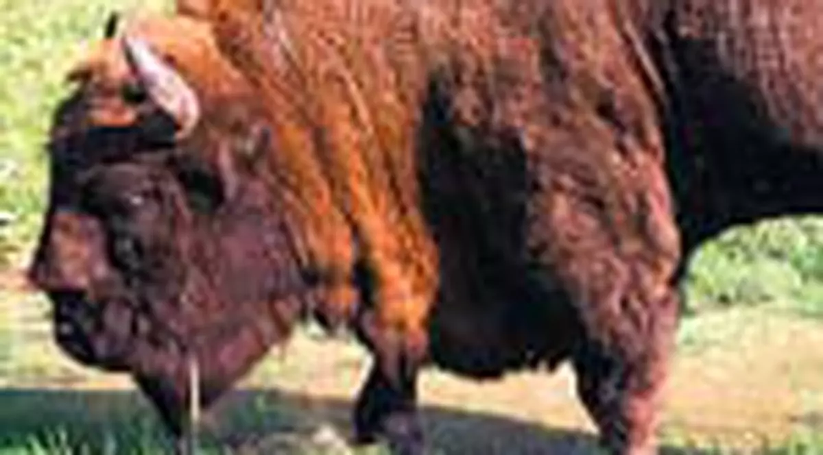 Ele sunt pe cale sa dispara