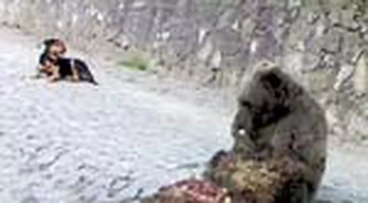 Ursul a devorat o oaie pe o strada din Sinaia
