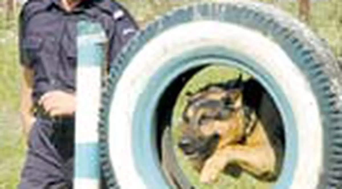 Caini antrenati, scosi la licitatie