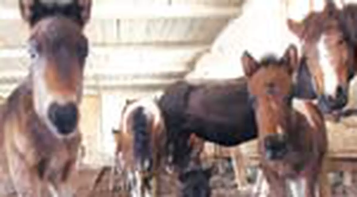 Poneiul romanesc e pe cale de disparitie