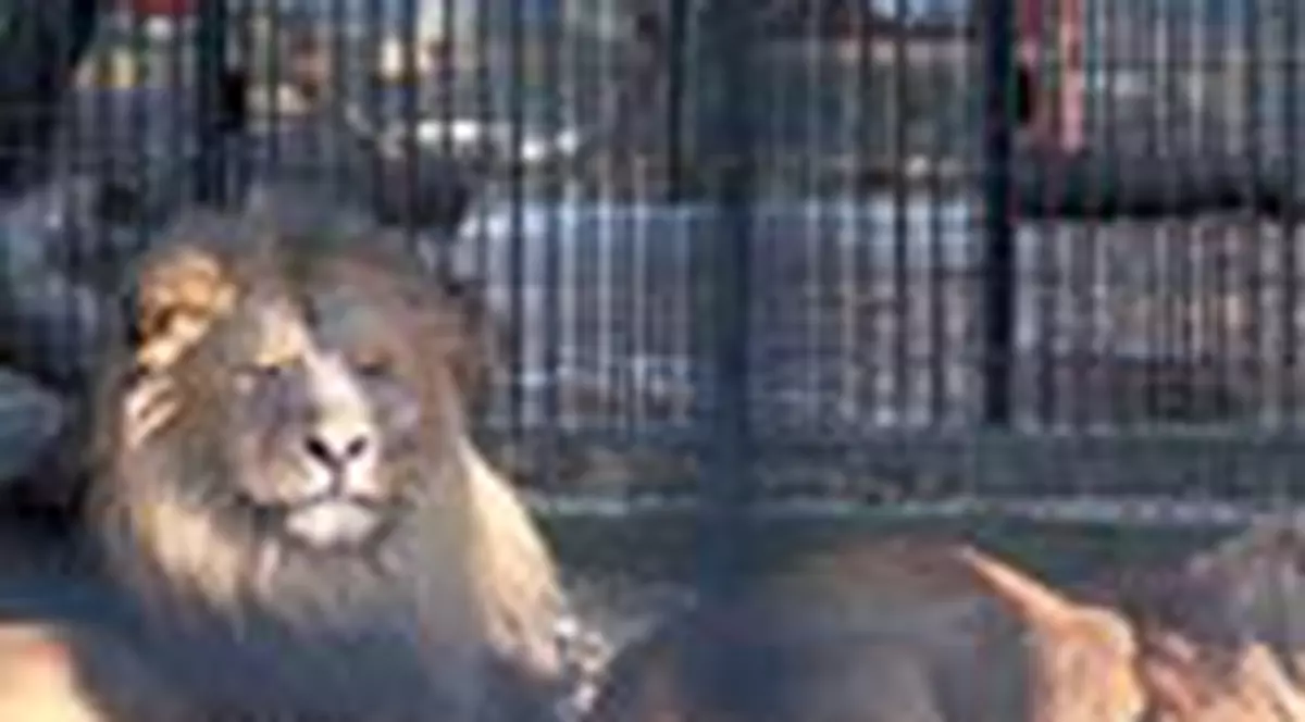 Sfasiata de leii de la Zoo