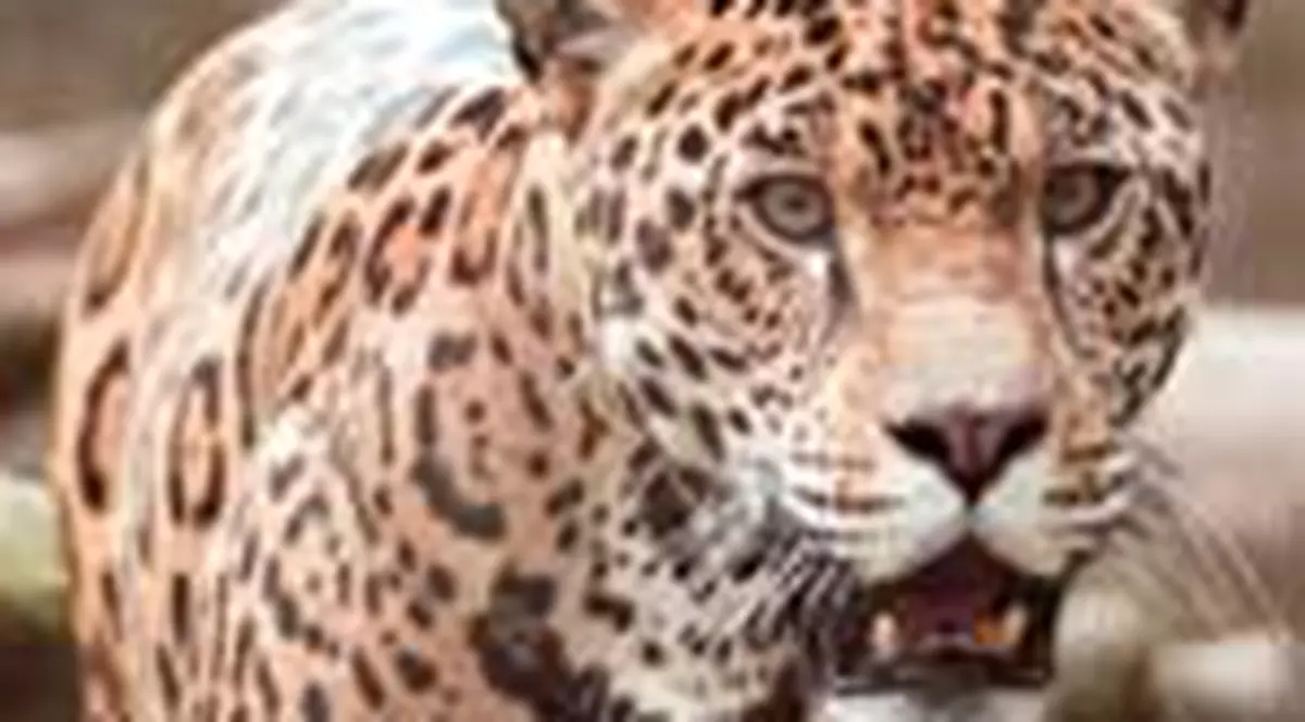 Baneasa, cimitir de animale?