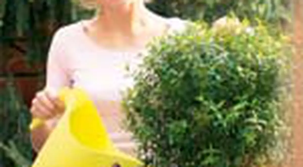 Cum ingrijiti plantele iarna