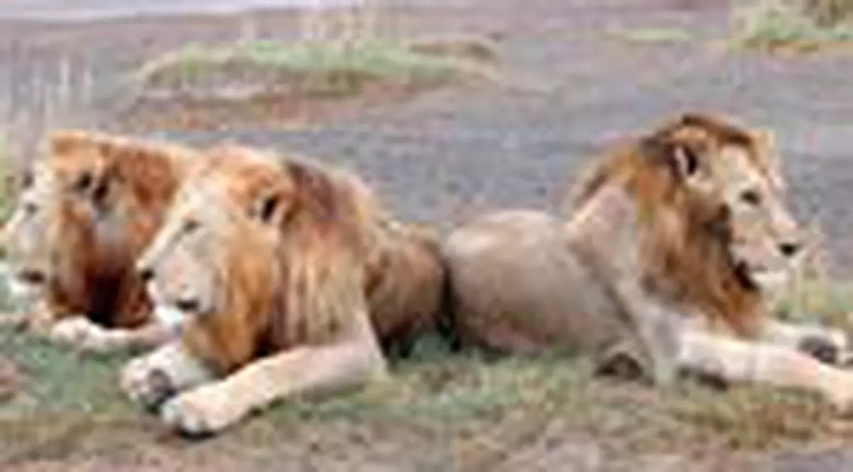 Dan Diaconescu pleaca de Sarbatori in Kenya