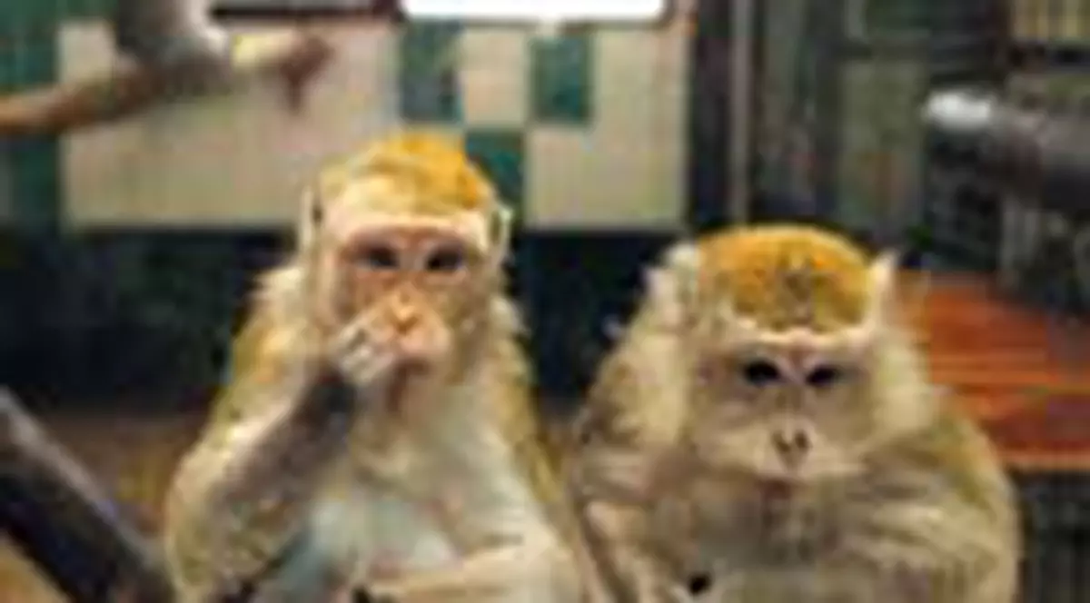 Asa se incalzesc animalele de la Zoo