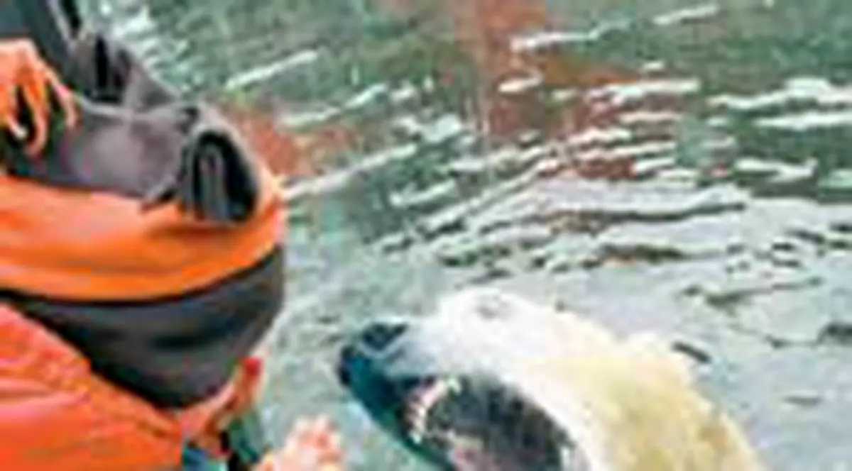 Se transforma Knut intr-o bestie?