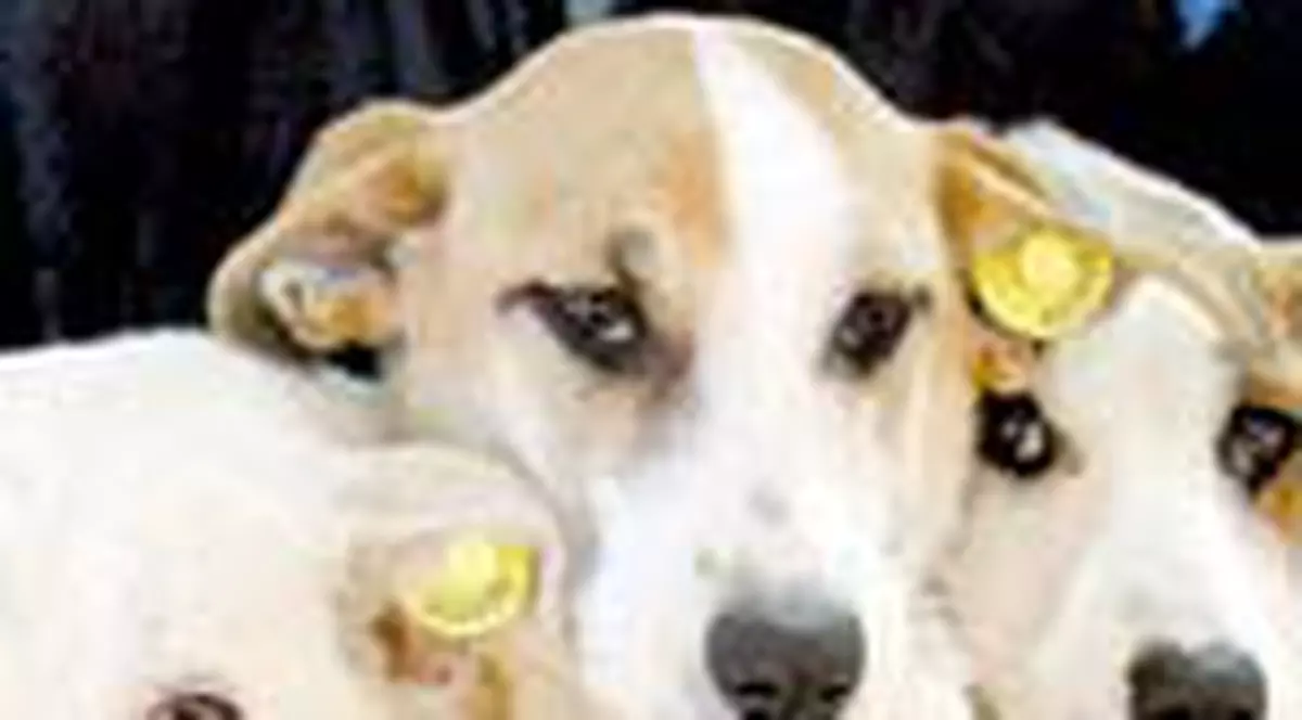 Haideti sa adoptam un catelus!