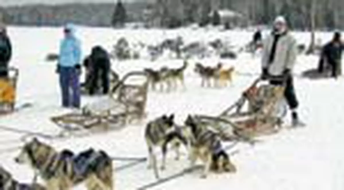 Bute are liber la distractie!