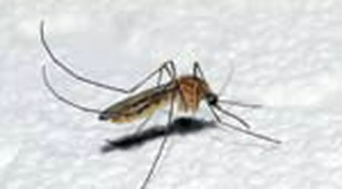 Tantarul omoara anual doua milioane de oameni