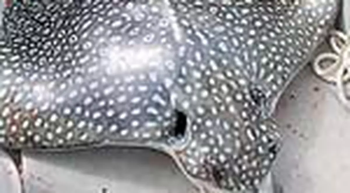 Americanca ucisa de o pisica de mare