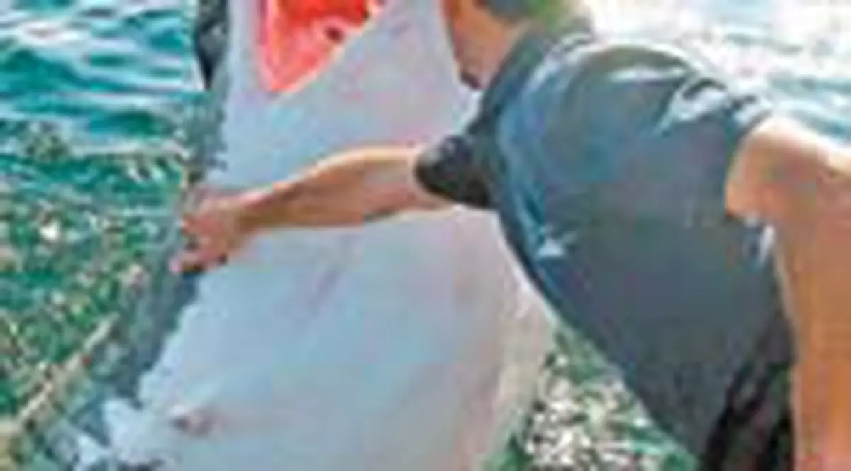 A 'imblanzit' rechinul!