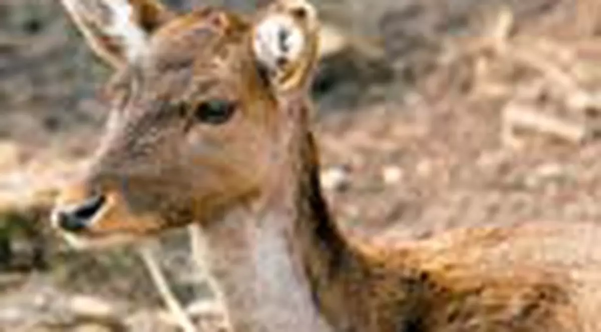 Au ucis o caprioara si un caine 