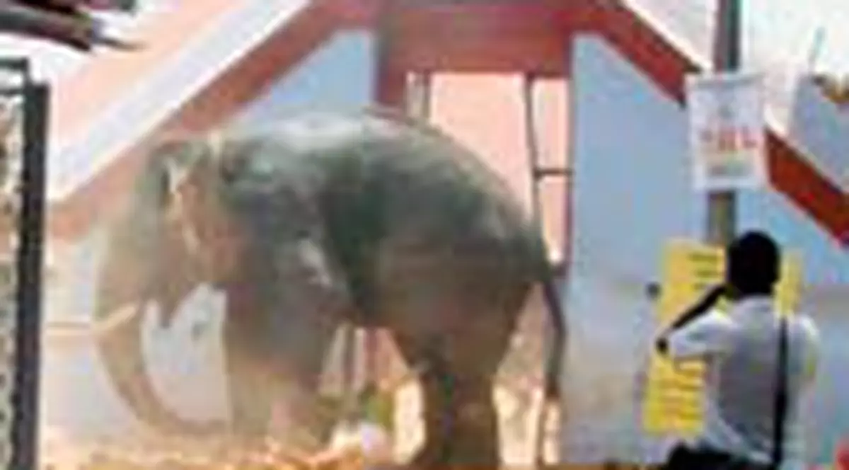 Trei persoane strivite de un elefant