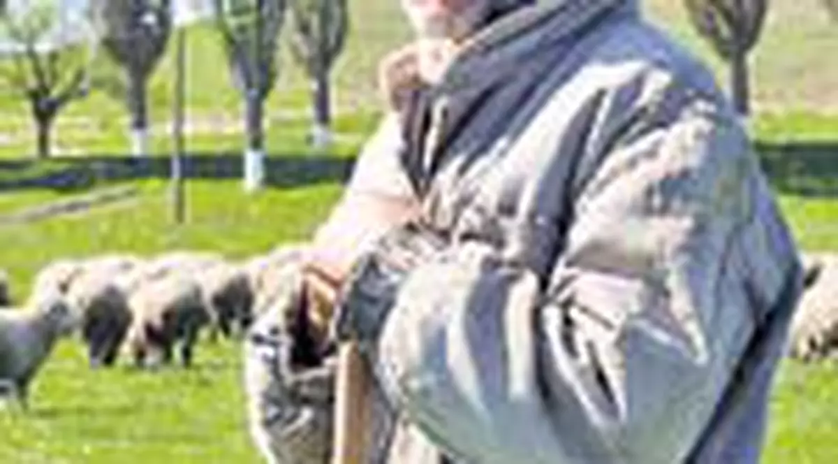 'Am vandut 80 de oi la bulgari'