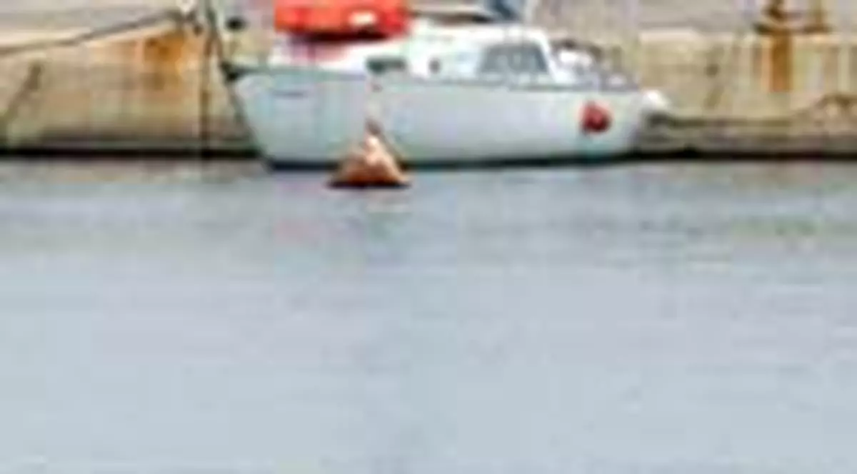 3 delfini au vizitat Portul Constanta