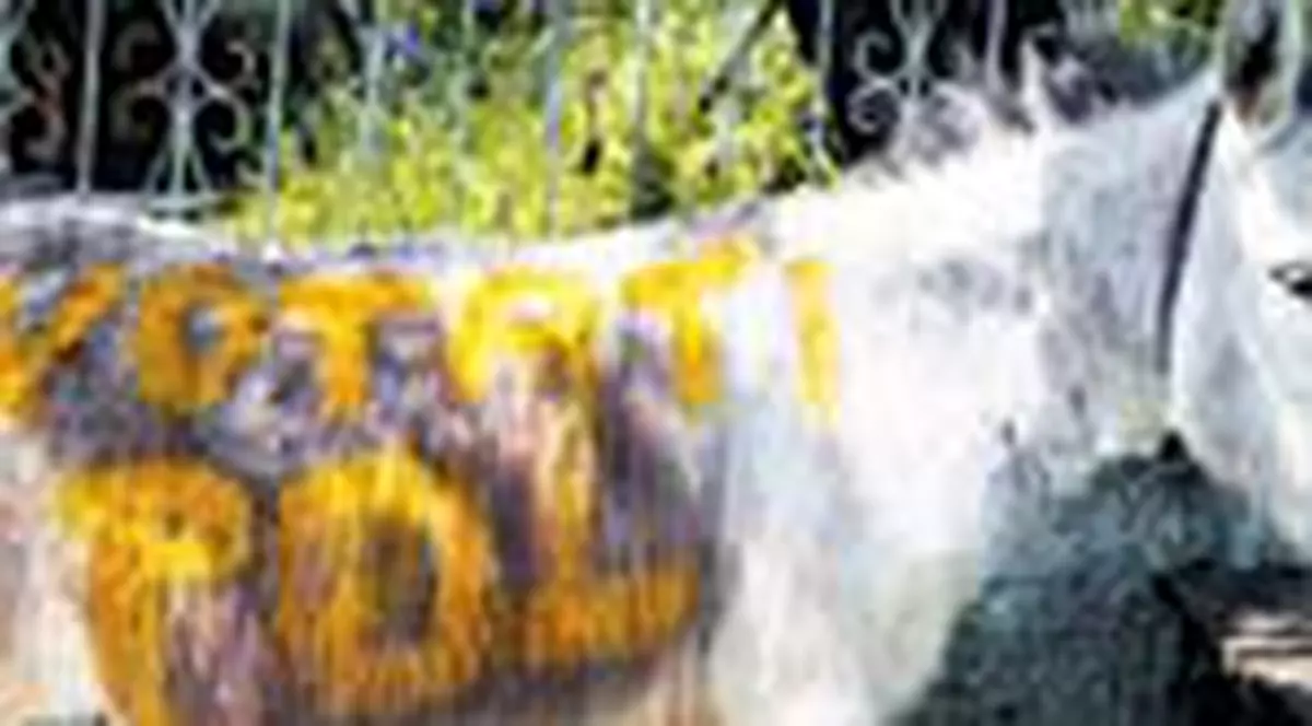 Au scris 'votati' pe magari!