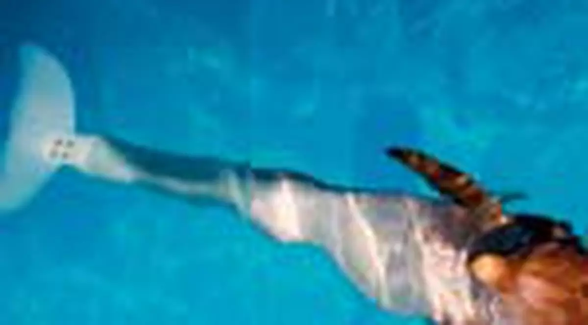 Delfinul Winter are coada de plastic