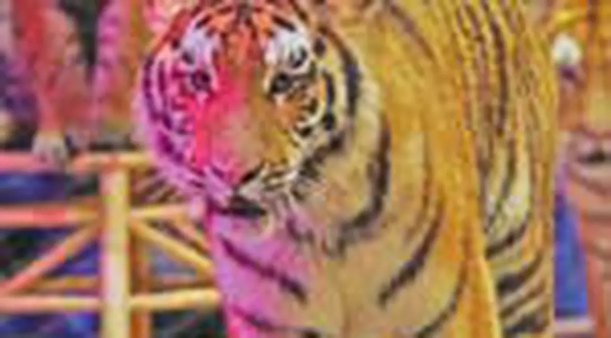 Ingrijitor zgariat de un tigru siberian la Circ