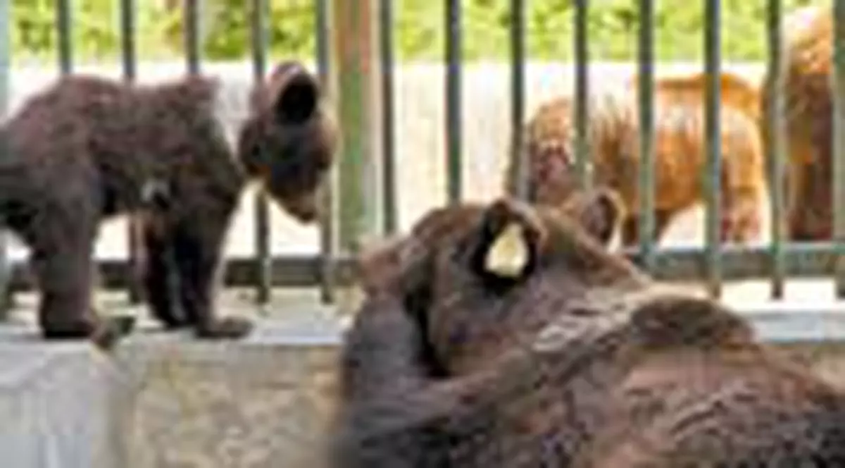 Ursii de la Zoo Brasov au primit deja primele nume