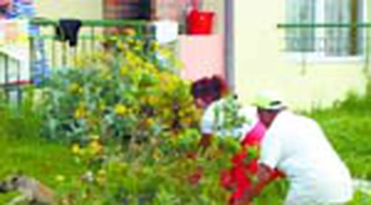 Au curatat plaja de cainii vagabonzi