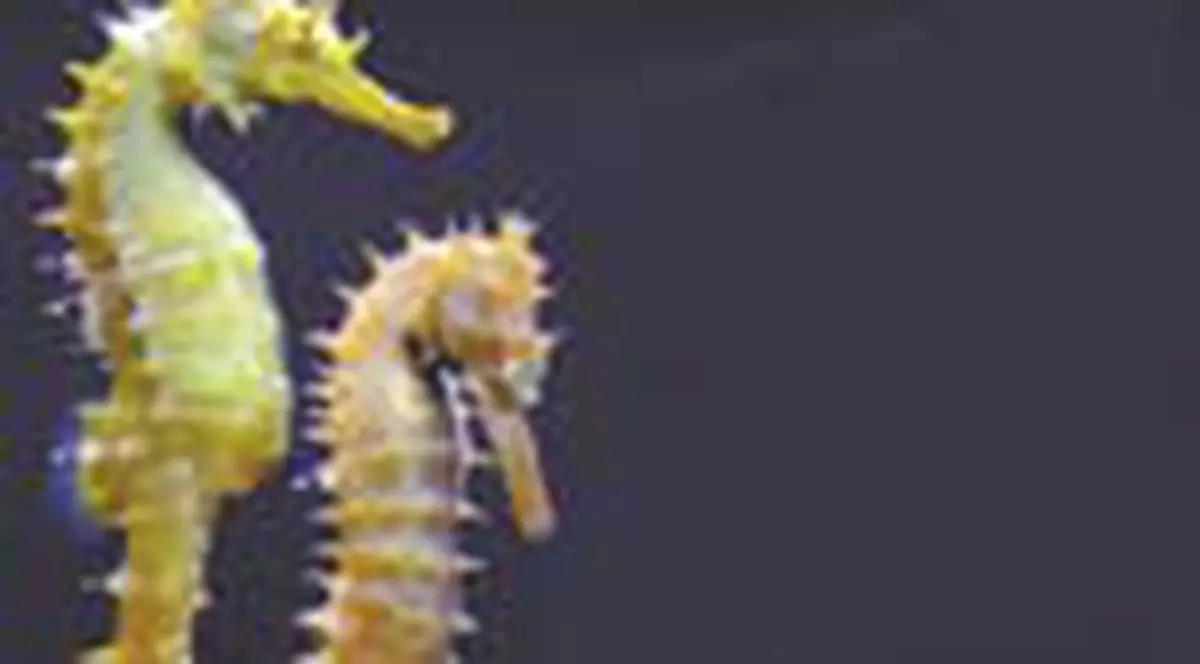 Masculii caluti de mare raman gravizi