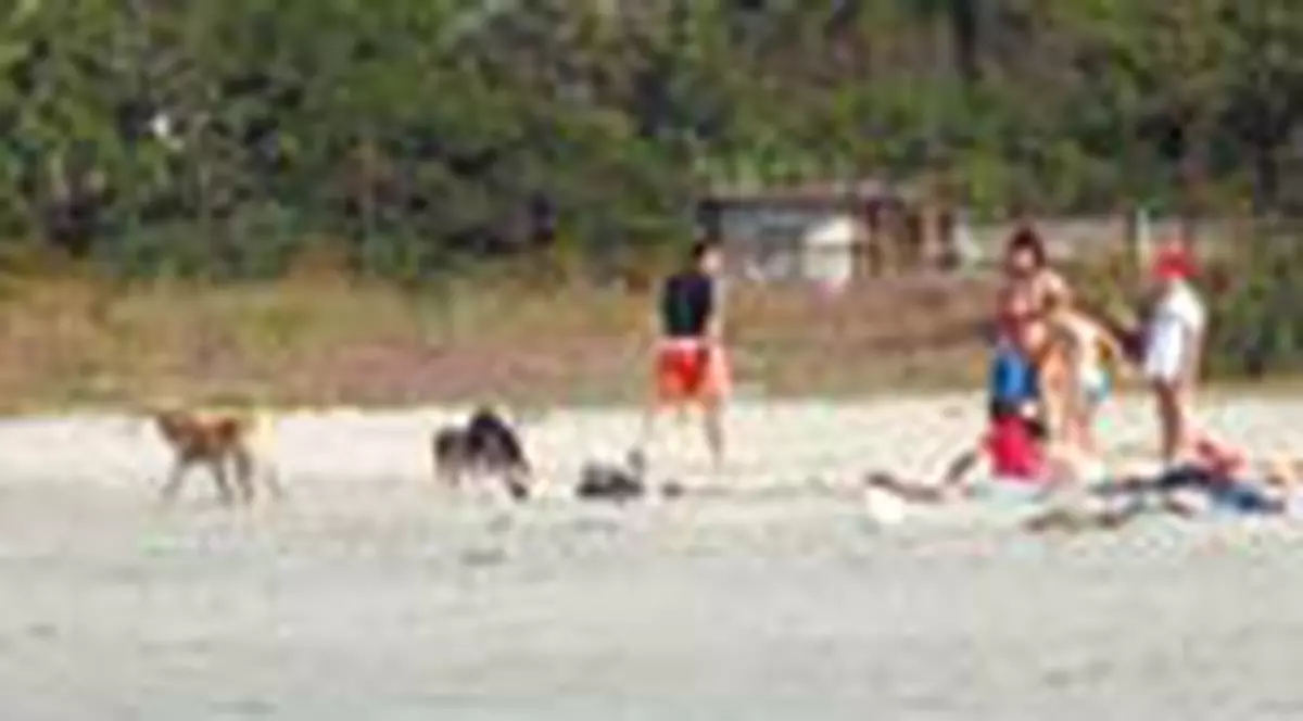 Cainii si seringile au impanzit plajele