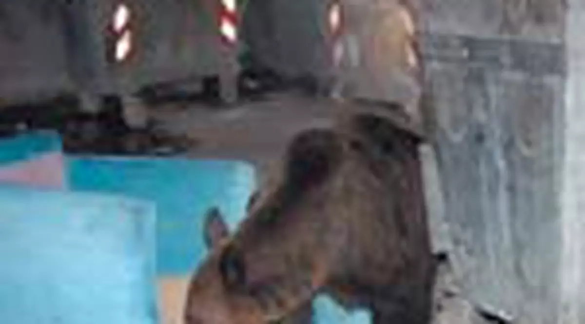 Ursii au rasturnat iar tomberoane  in Brasov