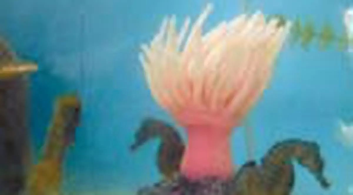 Vor o 'herghelie' de caluti de mare