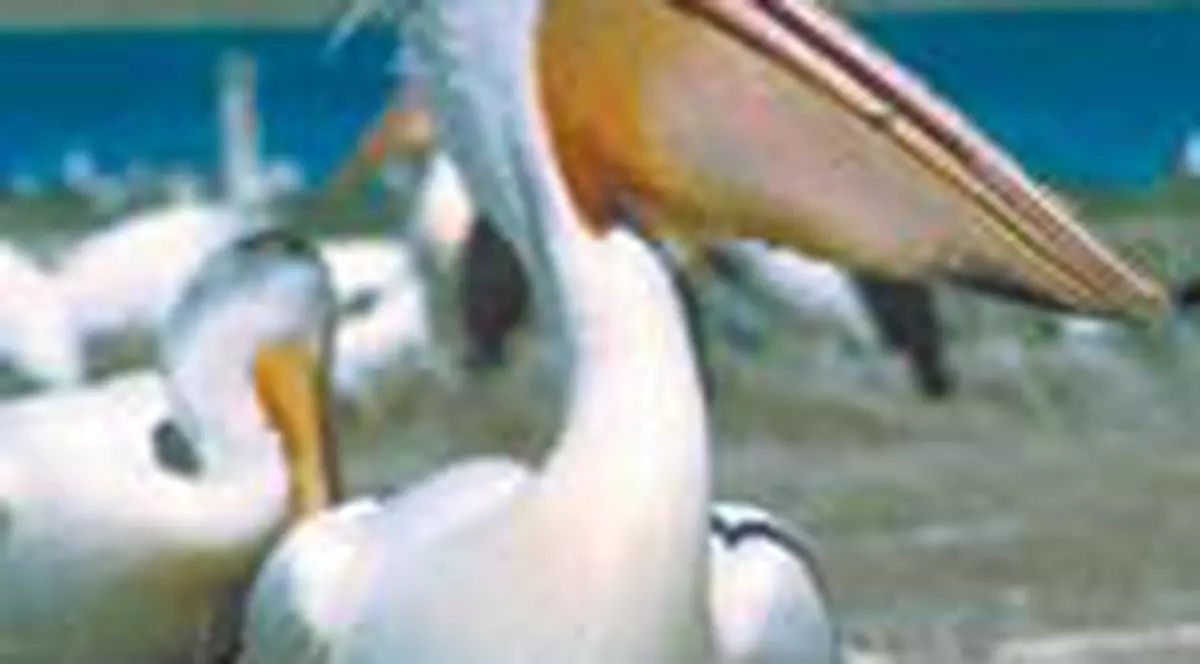 Iata-l pe seful pelicanilor, care a terorizat o comuna din Braila