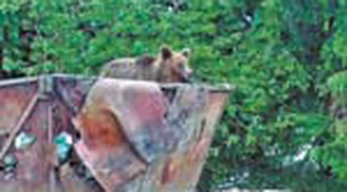 S-a cocotat dupa mancare in tomberoane