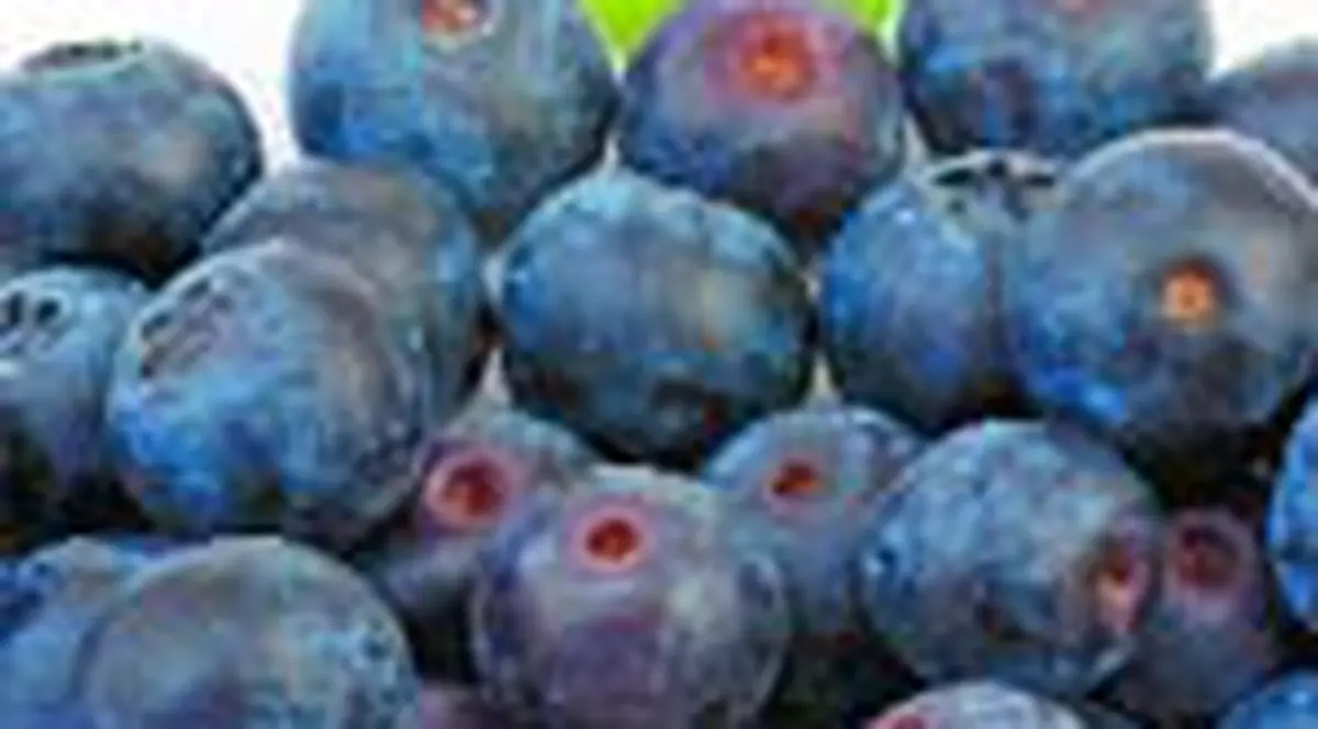 Afinele, antidotul uitarii