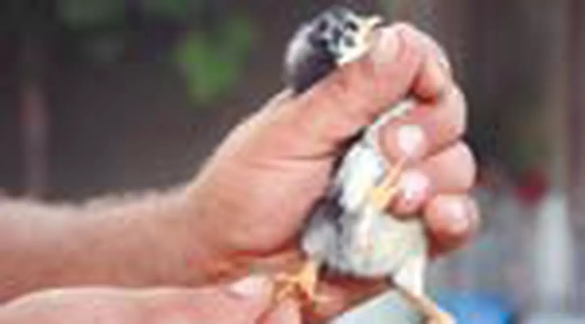 Pui cu trei picioare in Vrancea