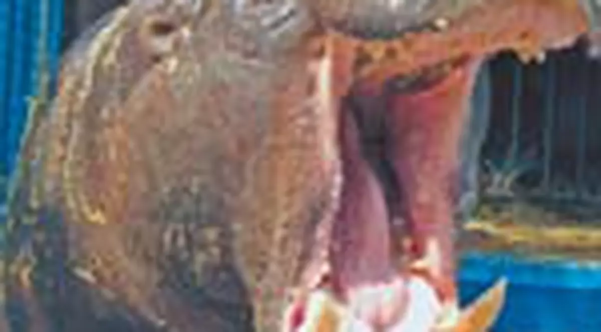 Au venit piratii la mare!