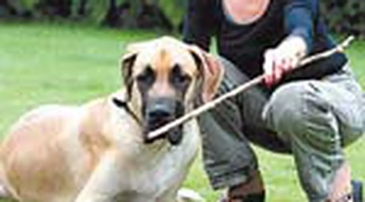 A inghitit un bat de 60 cm