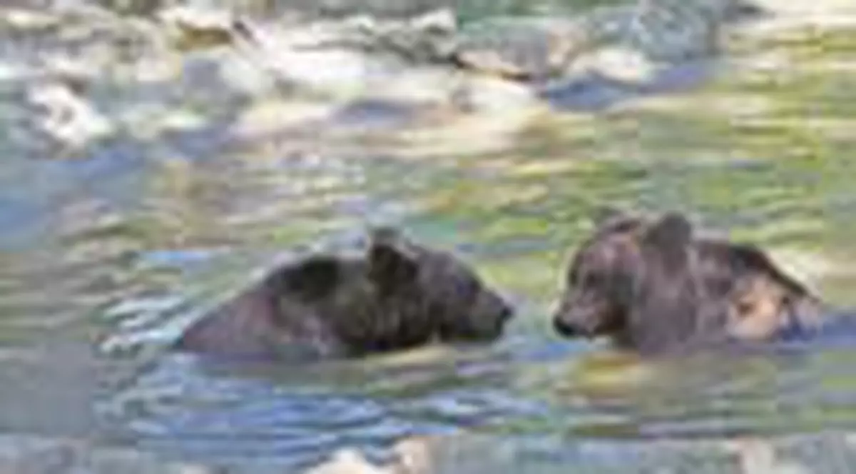 Am intalnit si ursi fericiti