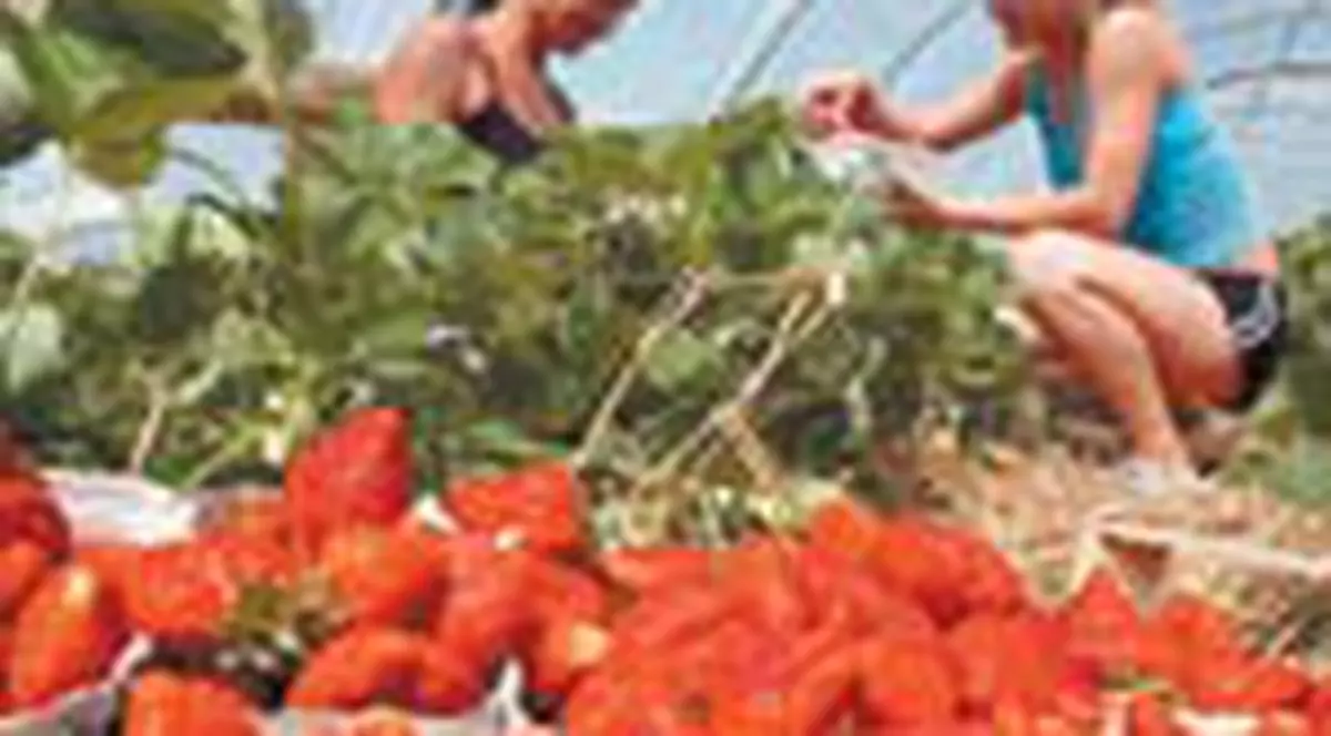 Amenzi drastice pentru 'capsunari'