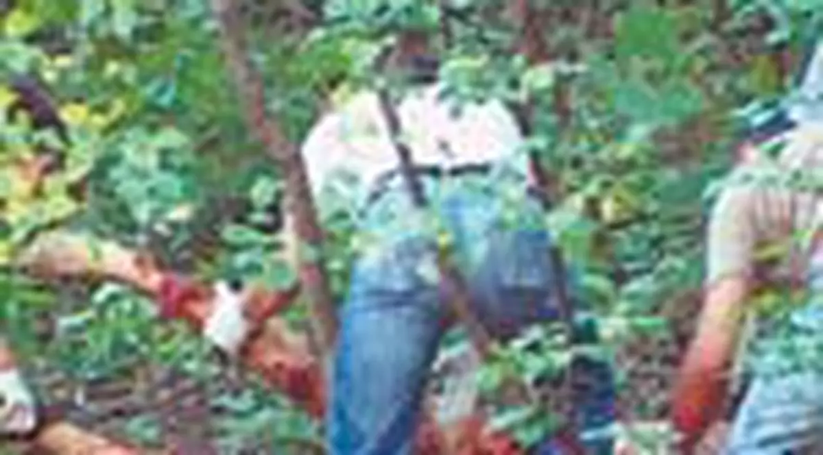 Ursul ucigas ar putea fi inca in libertate