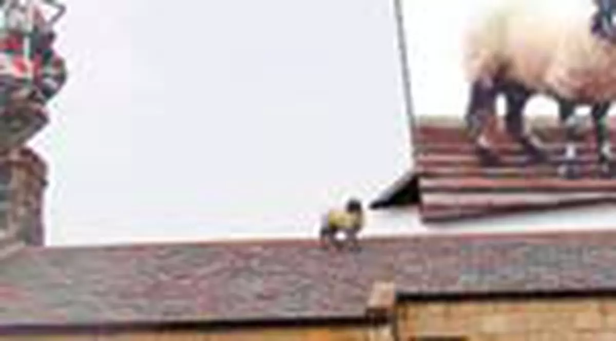 S-au trezit cu oaia pe acoperis!