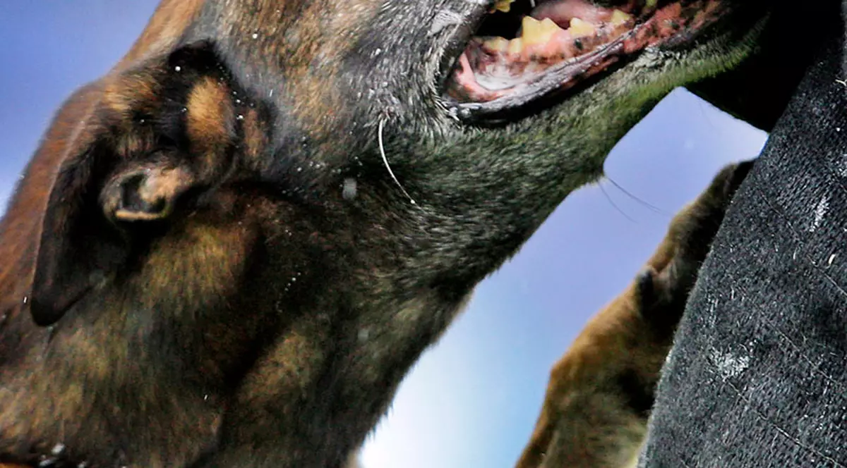 Candidaţi la preşedinţie, hrană pentru câini