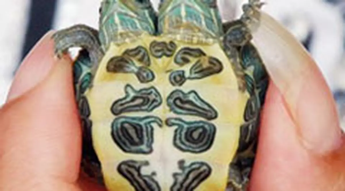 Țestoasă cu două capete în China