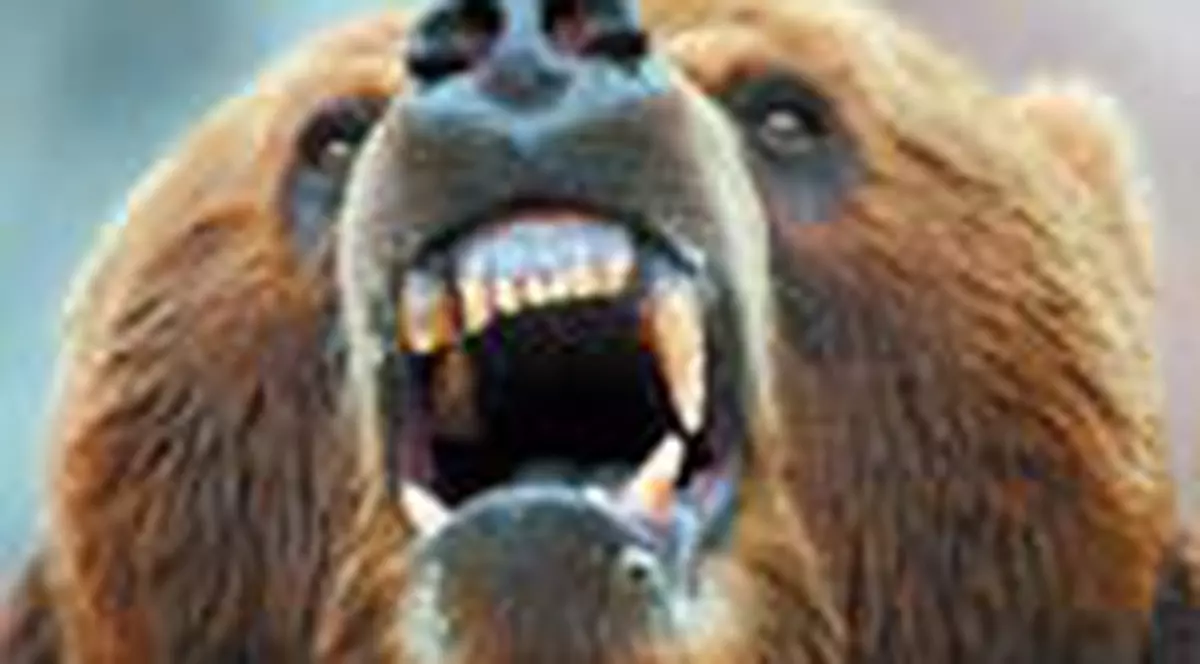 Atacati de urs in Bucegi